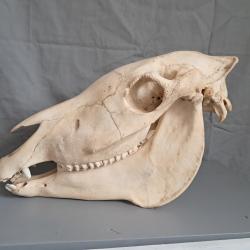 Cr&acirc;ne d'&acirc;ne ; Equus asinus #2507