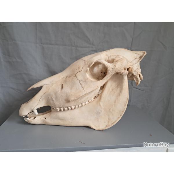 Cr�ne d'�ne ; Equus asinus #2507