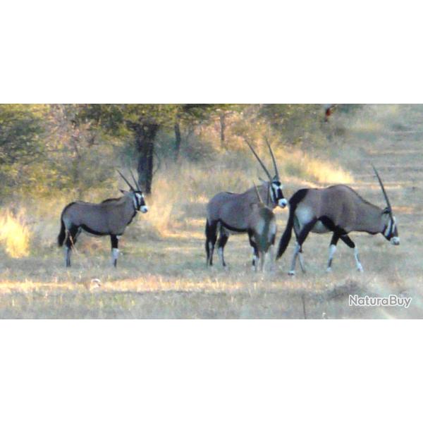 CHASSE AUX ORYX EN NAMIBIE