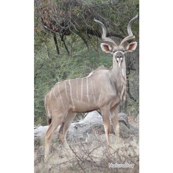 NAMIBIE CHASSE REGION DE OKAHANDJA