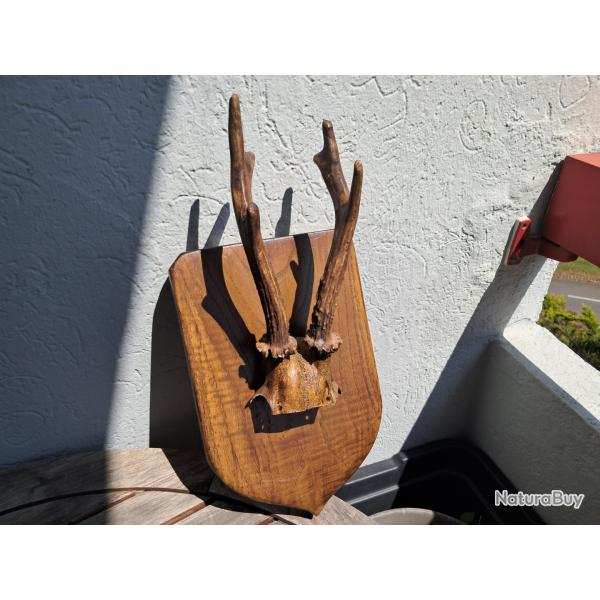 Troph�e de chevreuil sur �cusson #2304(6)