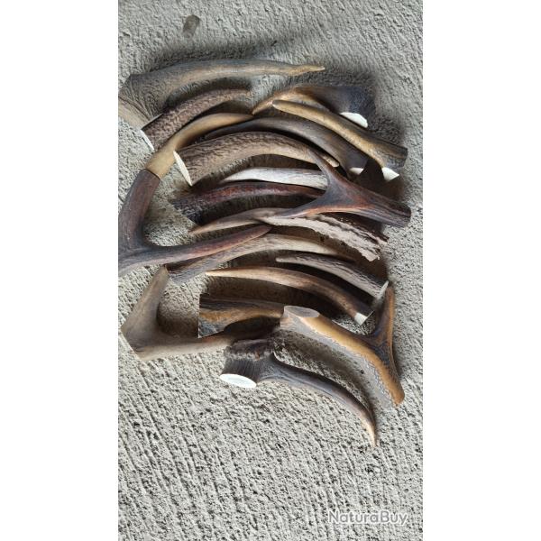 Chutes de bois de cerf pour chien � rogner