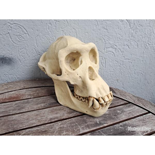 Rplique de crne de chimpanz