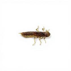 Leurre souple FISHUP Dragonfly 1.2 45
