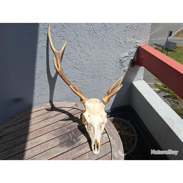 Crne de cerf Sika ; Cervus nippon #5