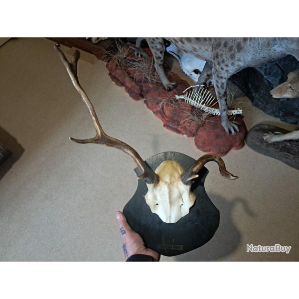 Troph�e de cerf �laphe t�te bizarde #0306(2)