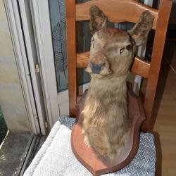 lot Troph&eacute;e T&ecirc;te de biche naturalis&eacute;e et Troph&eacute;e patte de biche naturalis&eacute;e