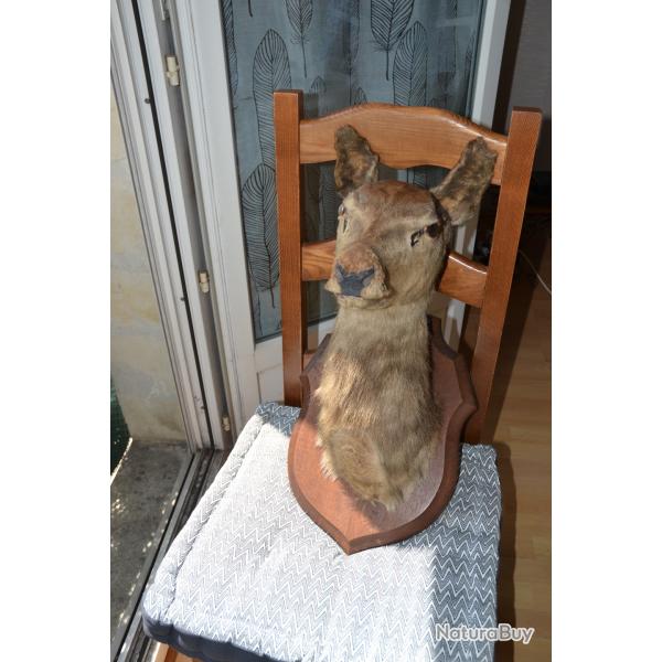 Trophe Tte de biche naturalise