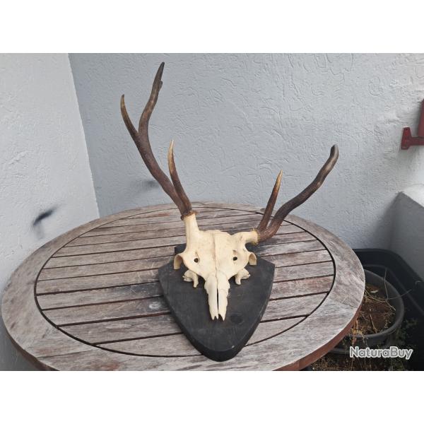 Troph�e de cerf �laphe t�te bizarde #0306(3)