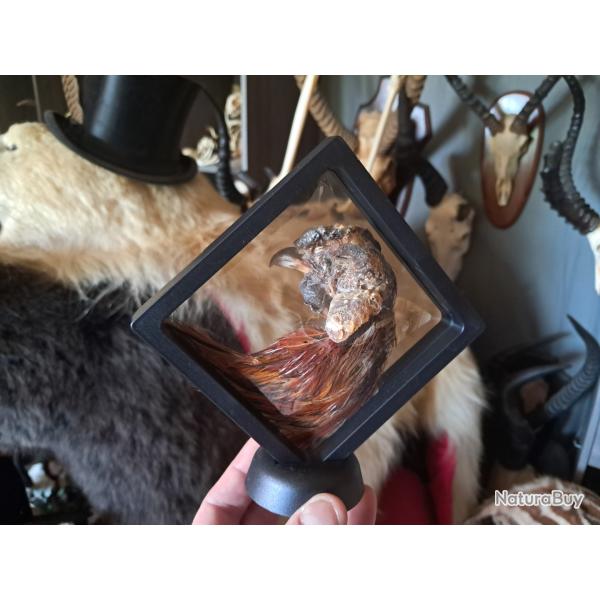 Tte de coq prserve  sec dans cadre flottant #4