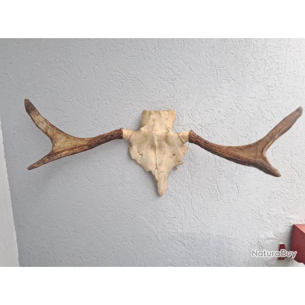 Massacre d' Elan / Orignal ; Alces alces #0306