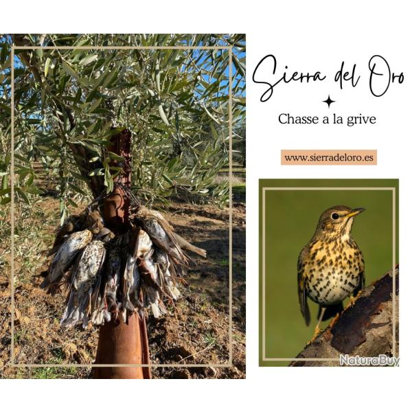 Chasse a la grive en Espagne