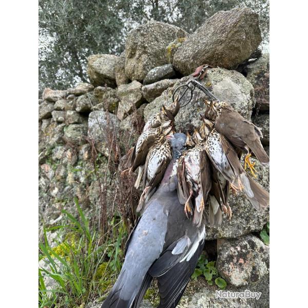 Grives en Espagne 2025- 26