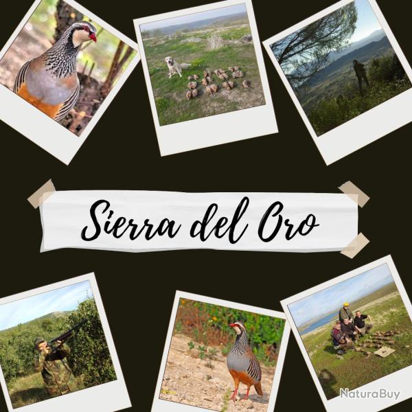 Perdrix sauvages en Espagne 2025- 26