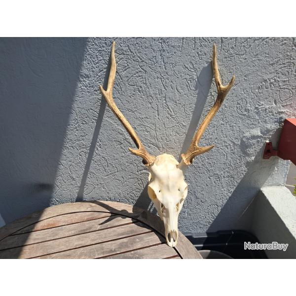 Crne de cerf Sika ; Cervus nippon #14