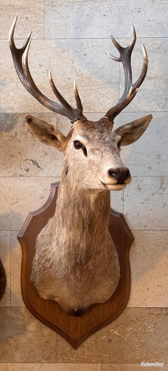 Bois de cerf en trophée vintage Blanc/Marron