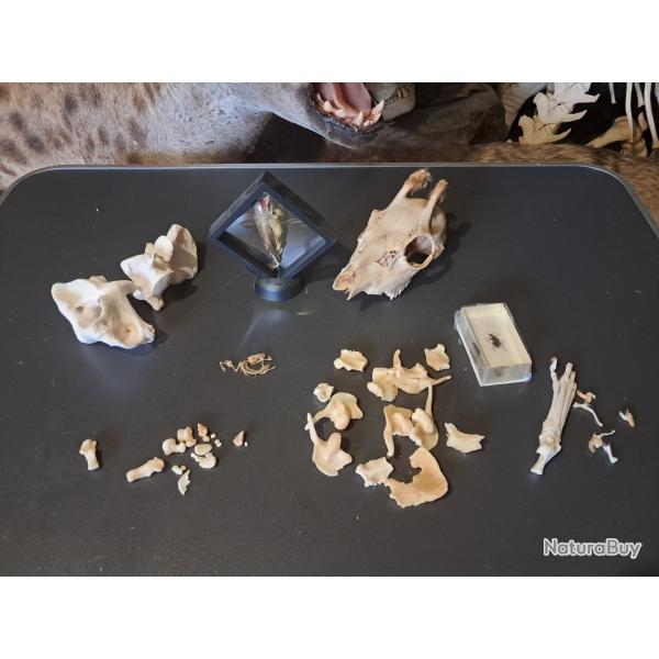 Lot de curiosits diverses #0207