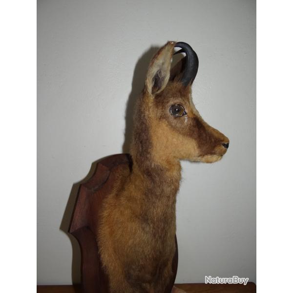 Beau Trophe d'Isard Izard ou Chamois Taxidermie