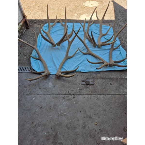 4 paires de mues exceptionnelles de Wapiti