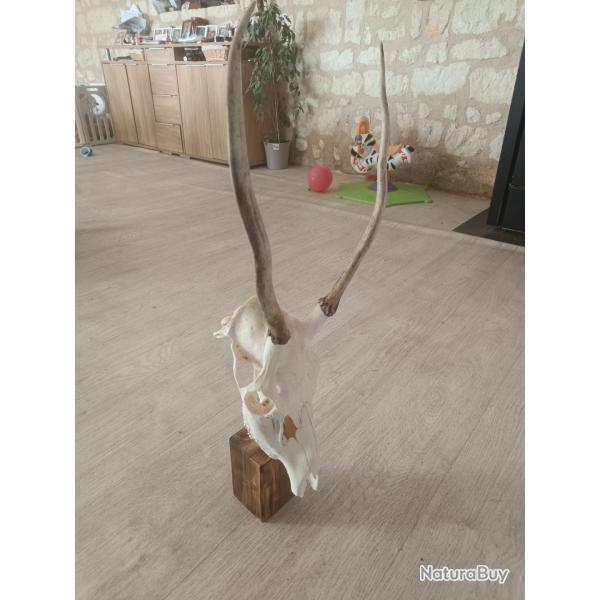 Pied d'estale id�al chevreuil ou chamois