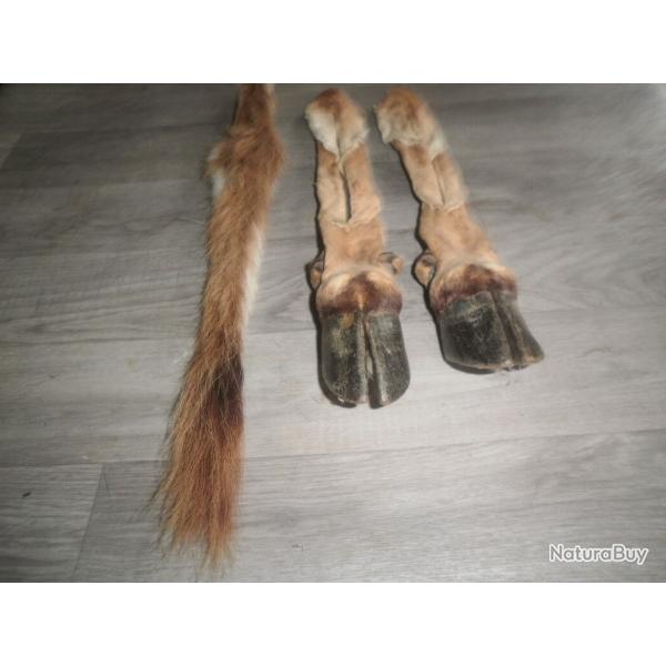 2 pied honneur et queue de GNOUB