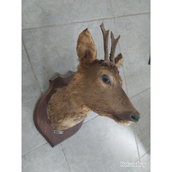 Naturalis� chevreuil en bon �tat