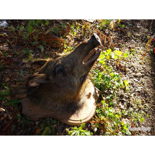 Sanglier naturalis�