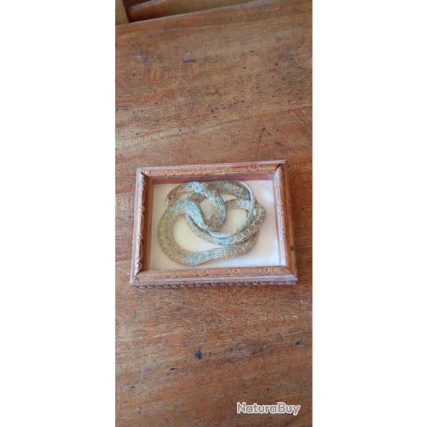 Serpent naturalis� sous cadre verre