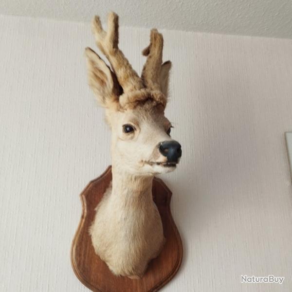 tte de chevreuil  velours