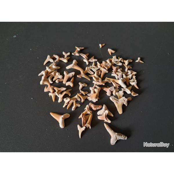 Lot de 90 fossiles de dents de requins #18