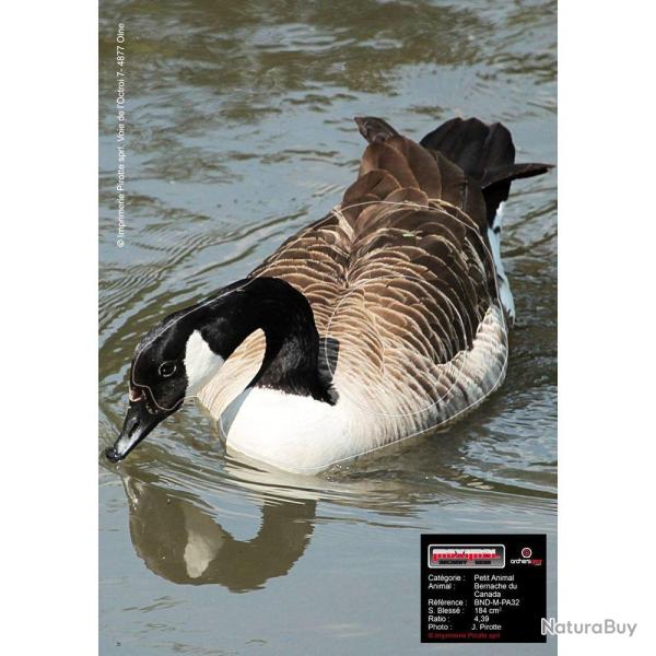 Maximal - Cible animalire Oie Bernache