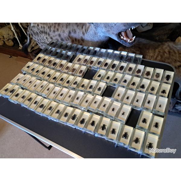 Lot de 100 blocs de r�sine avec sp�cimens d'insectes