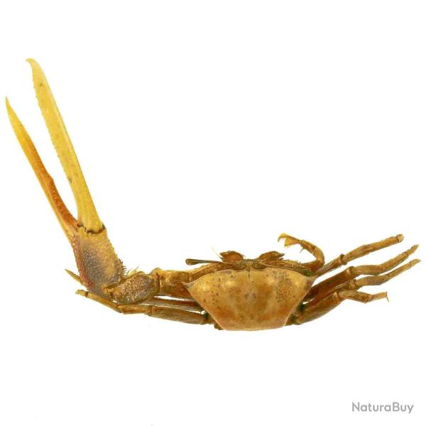 Crabe violoniste naturalis 2  2.5 cm