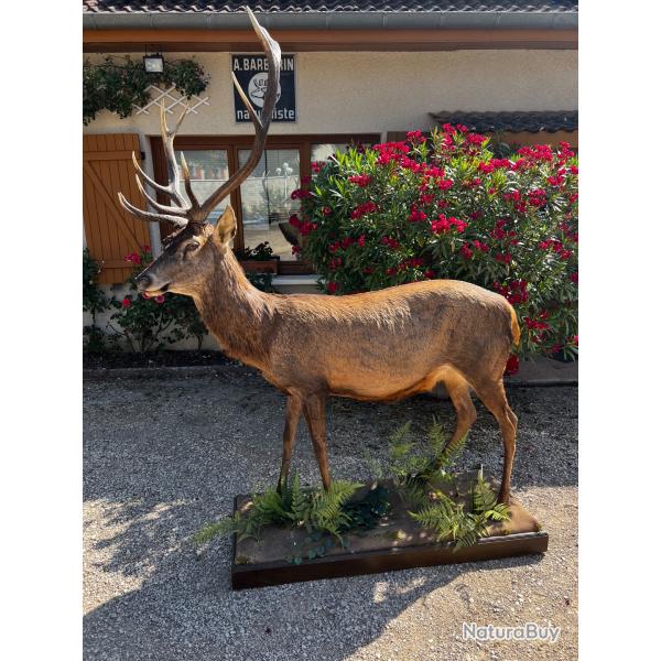 Cerf entier naturalis�