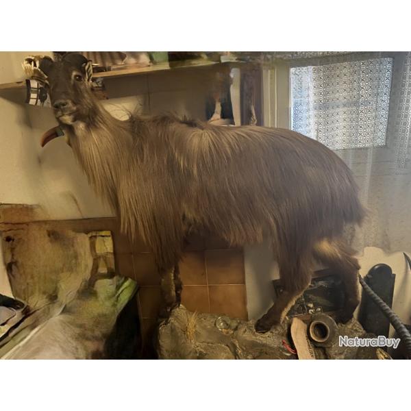 Tahr entier naturalis�