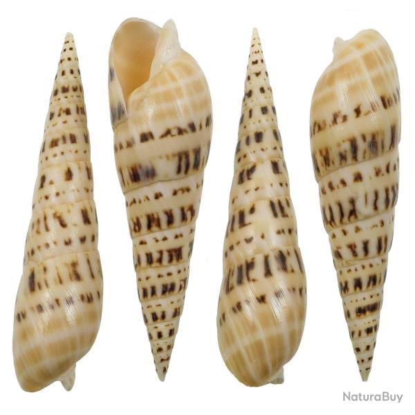 Coquillage terebra maculata 12 � 15 cm