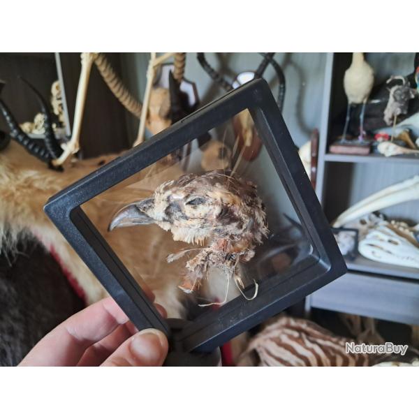 Tte de poule prserve  sec dans cadre flottant