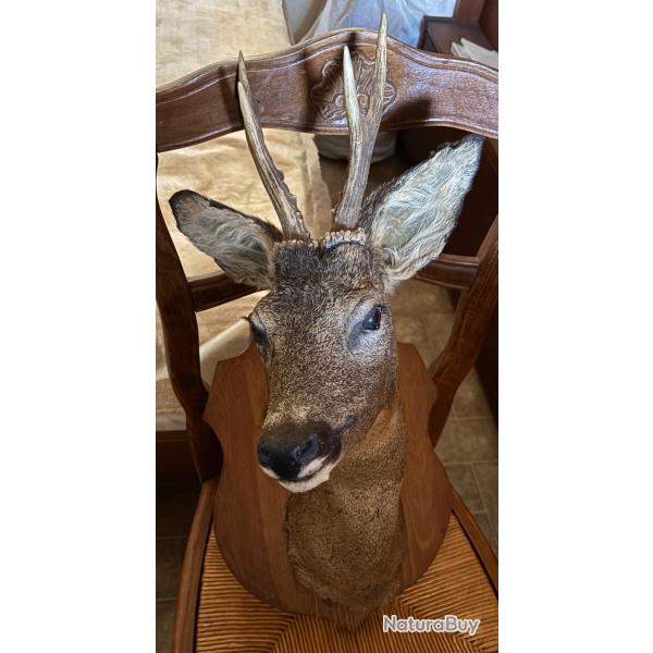 4 T�tes de chevreuil