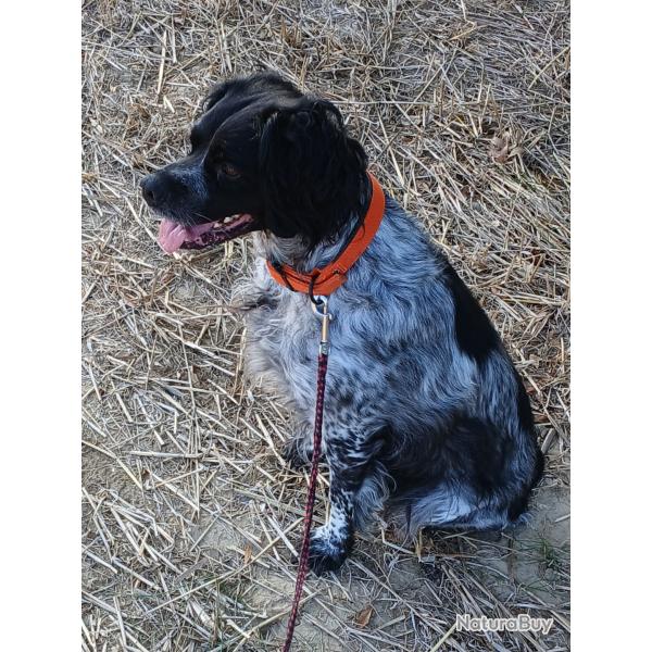 Saillie pagneul Breton noir et blanc.