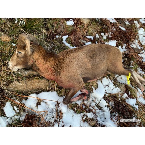 Chasse Mouflon approche Pyr�n�es Ari�geoises
