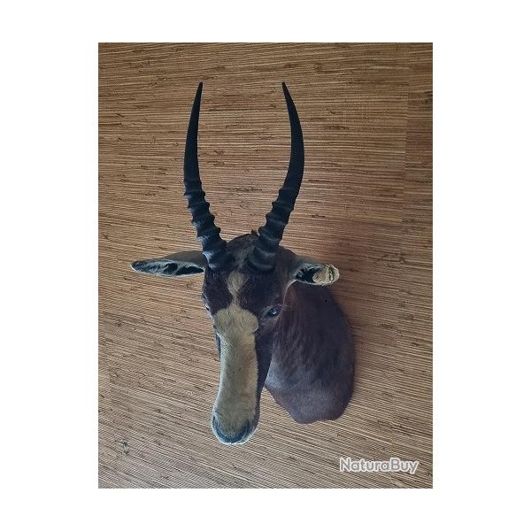 Damalisque  front blanc