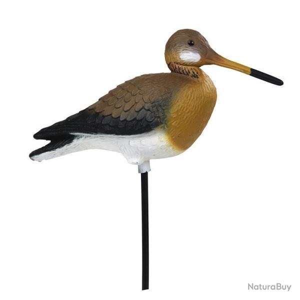 BLETTES LIMICOLES BARGE A QUEUE NOIRE HD STEPLAND