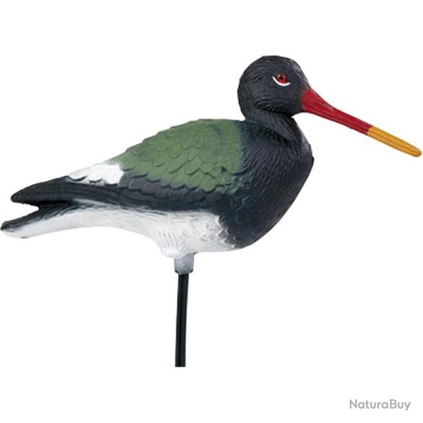 BLETTES LIMICOLES PIE DE MER HD STEPLAND