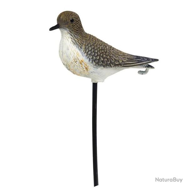 BLETTES LIMICOLES PLUVIER HD STEPLAND