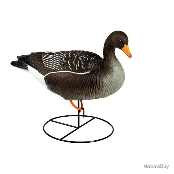 BLETTES OIE CENDREE SUR PIED HD STEPLAND