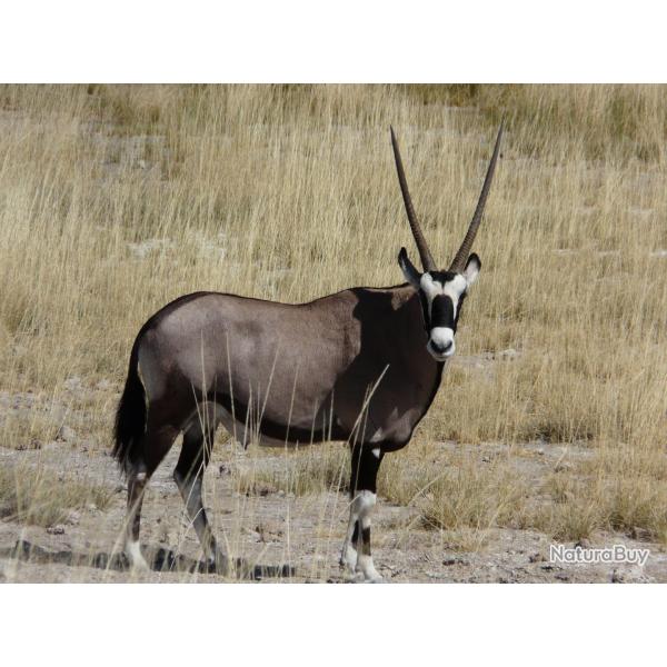NAMIBIE - CHASSE AUX ORYX