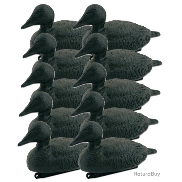Pack 10 appelants Eiders Noirs