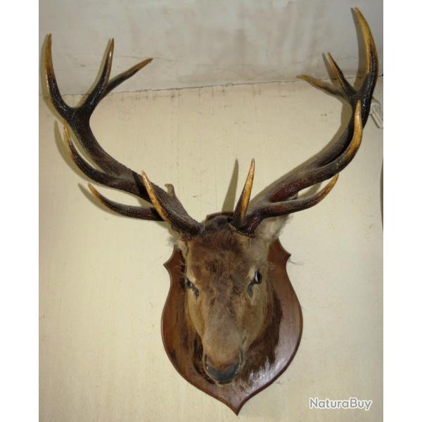 Tete de cerf 12 cors empaill� taxidermie H110 P60 L90