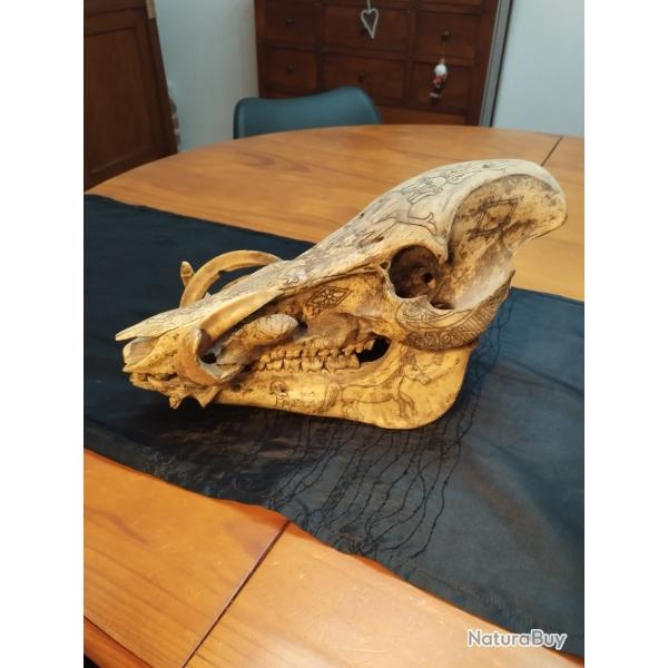 Crne de cochon barbu Dayak