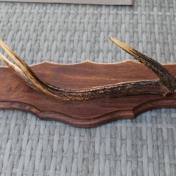 superbe corne cerf bien granitée montée et presentée sur socle murale en chêne massif lg 50 cm